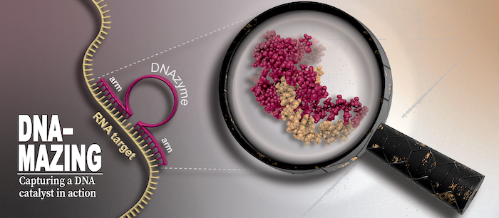 Unraveling the potential of DNA catalysts.